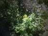 DSC00392.JPG