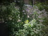 DSC00393.JPG