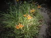 DSC00403.JPG