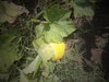 DSC00536.JPG