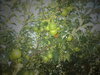 DSC00538.JPG