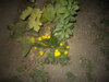 DSC00654.JPG
